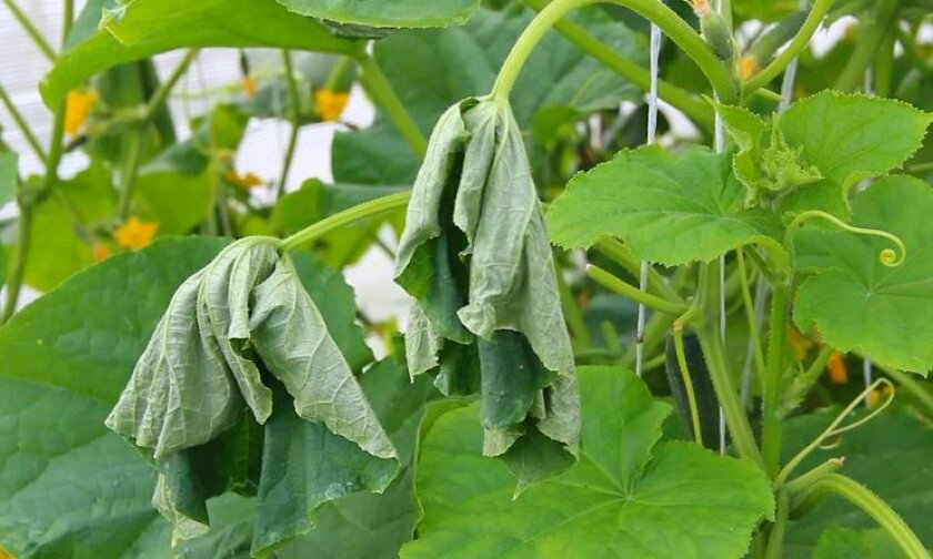 Загрязнение почвы – причина увядания огурцов в теплице