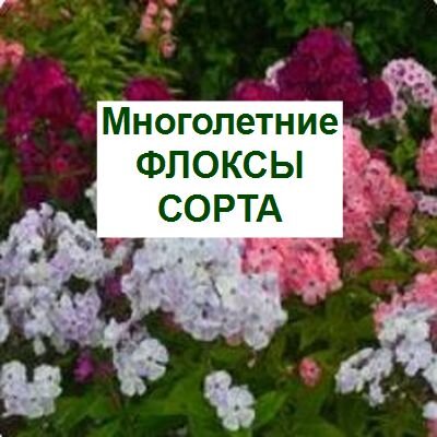виды и сорта многолетних флоксов