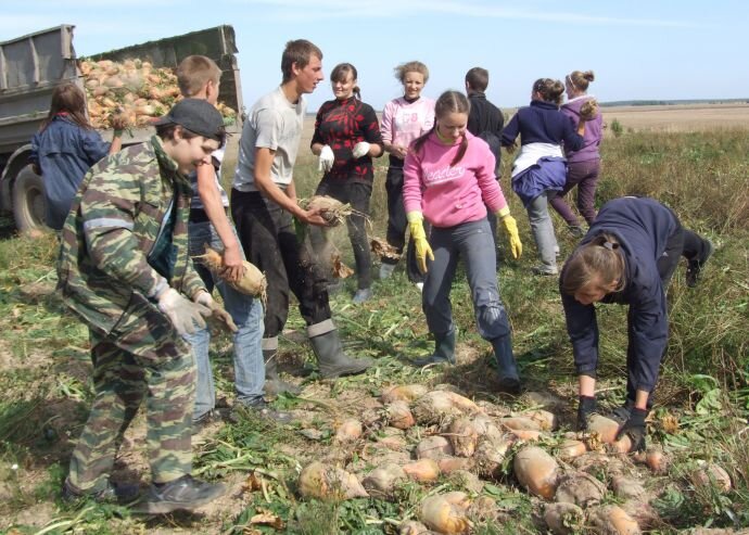   Одной из особенностей советской (и раннероссийской) школы была отправка учащихся на сельхозработы, как правило осенью, и как правило на уборку картофеля.