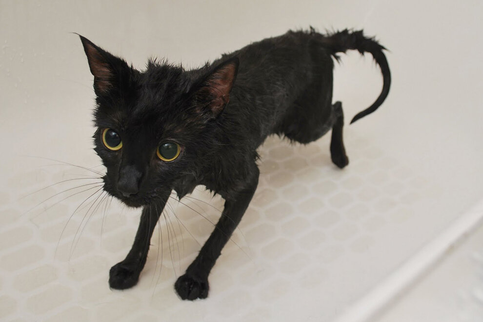 Подросток видимо (не котенок, но еще и не созрел).