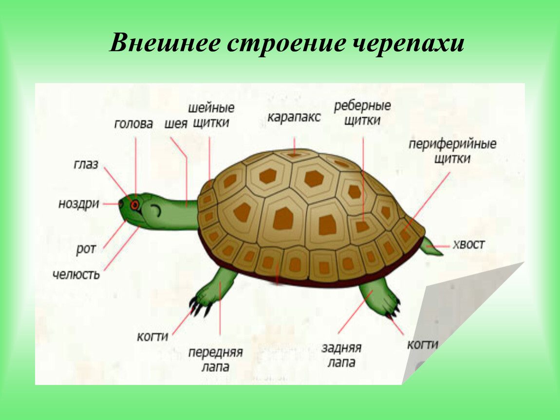 Строение панциря карапакс черепахи. Строение панциря красноухой черепахи. Красноухая черепаха строение тела. Строение черепахи сухопутной.