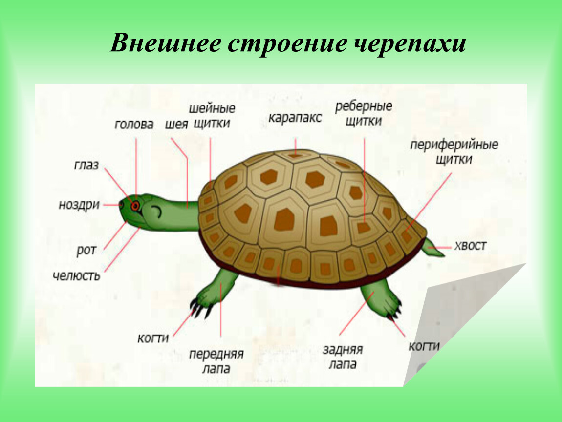 Черепаха сколько букв. Строение панциря карапакс черепахи. Строение панциря красноухой черепахи. Красноухая черепаха строение тела. Строение черепахи сухопутной.