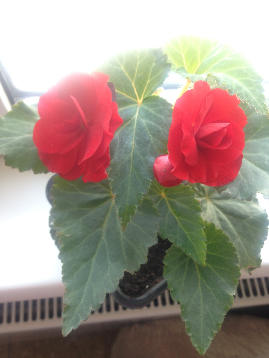 Распускает всё новые и новые бутоны и листики здоровые.