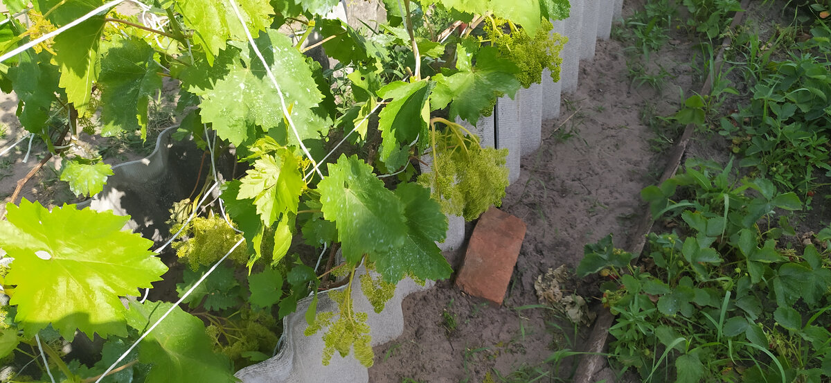 Виноград Велес. Цветение.