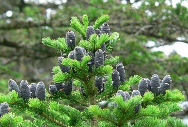 Растение пихта сибирская. Пихта Сибирская Abies sibirica. Пихта белокорая Abies Nephrolepis. Пихта Лесная Уральская. Пихта Сахалинская Abies sachalinensis.