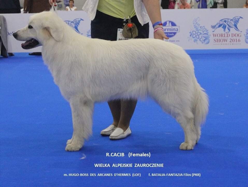 Вэлька на Чемпионате Мира 2016г.(19 мес.) Вице Чемпион.