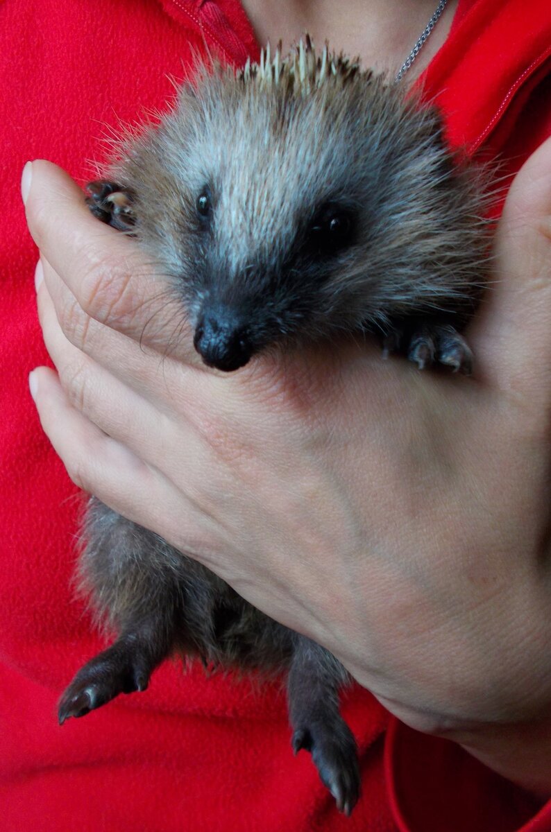  Наш сладкий малыш, неутомимый марафонец, кусака-забияка... Звали мы его просто Ёжа. Иногда "сир Али".
    Дело было так: ходили однажды в жаркий июльский денек в лес за черникой. Услышав в черничных зарослях шуршание, подруга заинтересовалась и пошла посмотреть, кто ж там шуршит и шуршит. Обнаружила двоих ковыляющих ежат. Конечно же, можно было посмотреть на них и идти дальше, каждый своей дорогой... Но мы удивились такой встрече и хотелось рассмотреть этих малюток. У обоих ежат мордочки и уши были усеяны мелкими белыми червяками , а так же среди колючек мы увидели клещей разного размера. Это было ужасно..  Когда мы опустили их обратно на землю они медленно побрели и получалось, что бредут по кругу, один из ежат постоянно заваливался на бок... Такое их состояние показалось странным.  Мы обошли поляну несколько раз, вдруг еще найдем ежат. Предположили, что где-то в этих местах проживает ежиха с остальным выводком, а эти ослабевшие малыши просто отстали... Посовещавшись немного, мы всё же решились взять их с собой. 
   С самого начала, пока несли их домой, выяснилось, что оба ежонка страдают диареей. Дома, первоочередно, напоили из шприца теплой водой с капелькой энтеросгеля, затем очистили малышей от червей, клещей, немного отмыли жопки-животики-лапки, . Позже предложили им перекусить дождевыми червями и "прихлопнутыми"комарами, пауком длинноножкой, мухой, слизнем, кузнечиком, но, на тот момент, ничто из предложенного ежат не заинтересовало. К вечеру один ёжик освоился и всё таки съел пару дождевых червей и с двух мелких кузнечиков. А второй, который поменьше и послабей, совсем слёг... Размяв кузнечиков и дождевых червей и смешав с водой всё же скормила жидкое месиво ослабевшему ежонку.   Ночью несколько раз вставала посмотреть на малышей.  Один топотал по тазу, пытался выбраться, поел из того же ассортимента, что предлагала ранее. Второй ежонок лежал на боку, изредка вяло шевелил лапками. На следующий день ранним утром слабенький ежик вдруг вскочил и переливисто, как птичка, закричал. Удивительно, никогда не думала, что такие звуки издает еж. Наверно, так они кричат, когда призывают маму или, скорей всего, крик боли... Это было последнее, что смог сделать ежонок, потратив все оставшиеся силенки. Сразу после этого он, шатаясь, завалился на бок и затих. Навсегда... Видя такой исход, я  решила, что необходимо спешно ехать в город, к ветеринару. Спасать второго ежа. 
  Наивная... Из двух вышли ни с чем. Нам сразу сказали, что лесными животными у них не занимаются. Обзвонили еще три ветлечебницы. Тот же ответ.  В одной меня вообще начали стращать: как я могла взять больное животное к себе домой, это же опасно! Действительно, я и не осознавала, насколько мы рисковали, когда принесли ежат домой. Дома собака, кошки... Ну и мы, люди... Но видеть больное животное и не попытаться спасти?
 Всё же одна известная клиника в центре города согласилась осмотреть ежонка.
 После осмотра и "вопрос-ответ" поставлен первичный диагноз, что у ежей кишечная инфекция, обезвоживание и, возможно, заражение от клещей. Сделали уколы в холку от обезвоживания и укол антибиотика.  Я смотрела с надеждой, как доктор ищет место на маленькой лапке ежонка чтоб вколоть лекарство... Я была растрогана, прям до слез...
продолжение следует.
