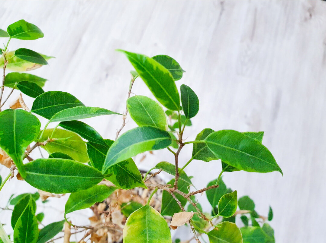 Ficus benjamina Leaf