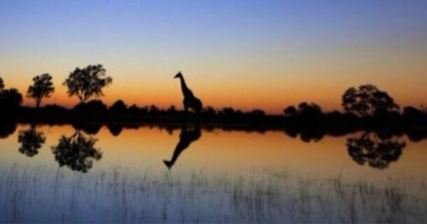 Жираф на берегу Чада, Камерун.