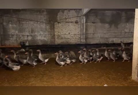    Жительницу Александровского района оштрафовали на 15 000 рублей за кражу соседских гусей Андрей Севостьянов