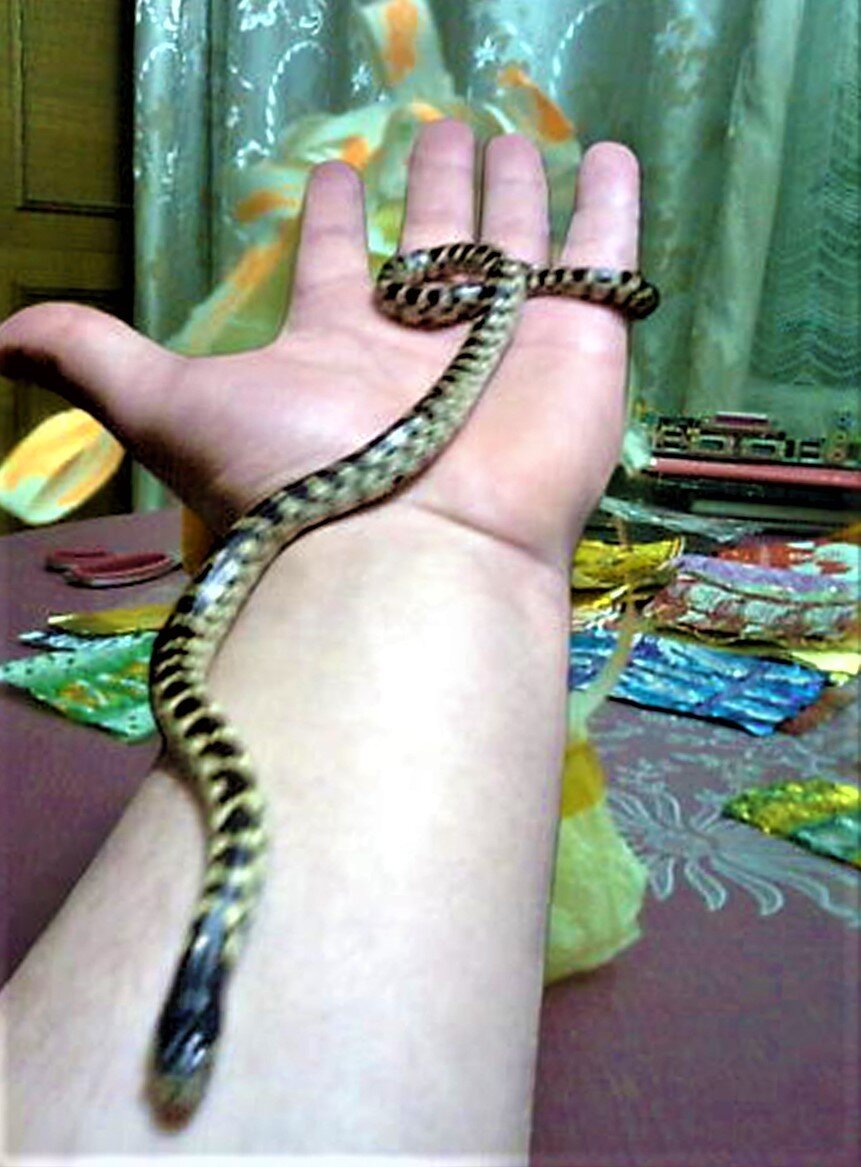 Королевская змея Хольбрука