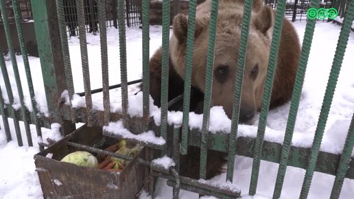 Мишки, которые содержатся в вольере уфимского парка им. Лесоводов, до сих пор не ушли на спячку