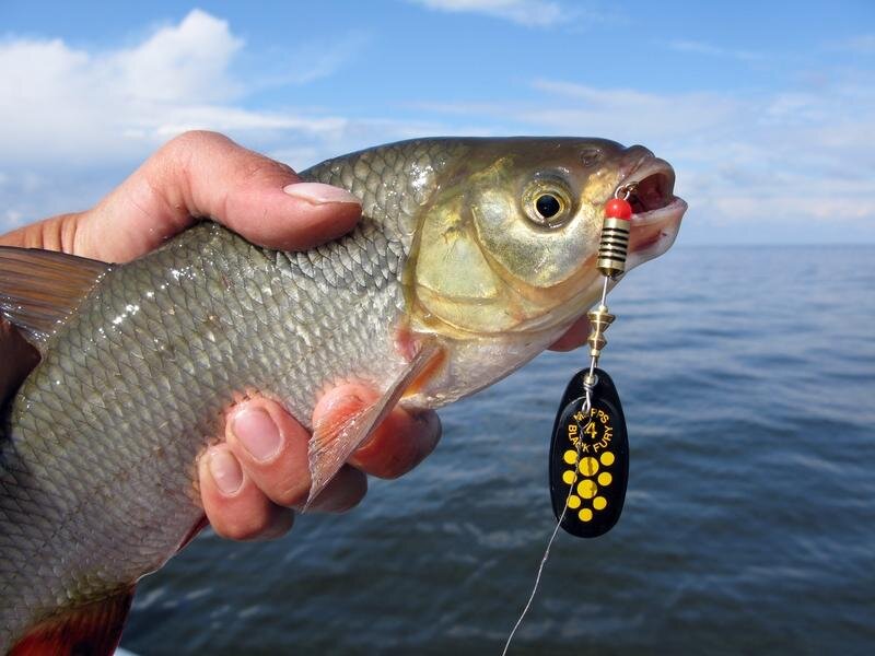 Фото с сайта: https://klev26.ru