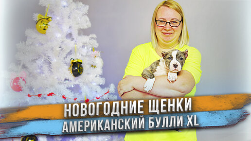 Щенки, которых мы нашли под ёлкой! Американский Булли XL - новые крутые щенки в Питомнике Собак!