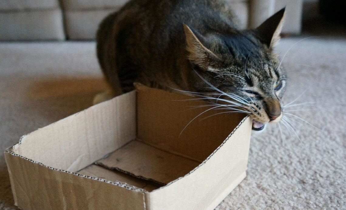 Многие кошки любят грызть коробки, чтобы избавляться от лишней энергии и фрустрации. Это хороший способ, при условии, что кошка не проглатывает картон, а выплевывает.