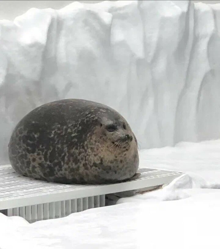 Свободный доступ. Не знаю как все, а мне это чувство знакомо🤭😅)))) наелась, поспала и довольна😅))