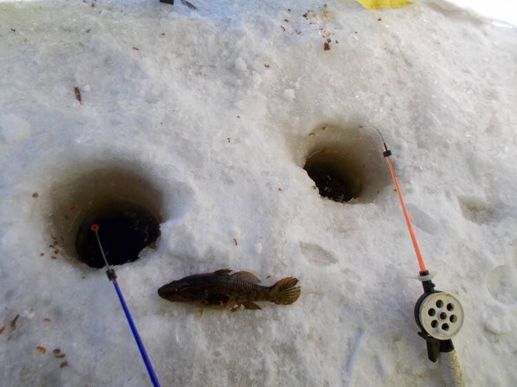 Фото с сайта: https://breedfish.ru