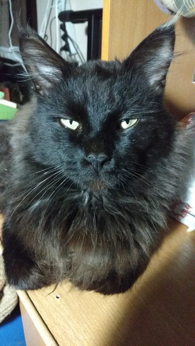 Мэйн Кун-цзы