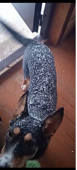 Снежная Фанни