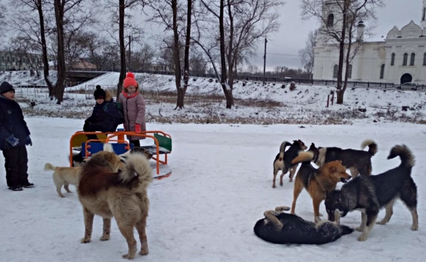 Бродячие собаки нападают на людей фото