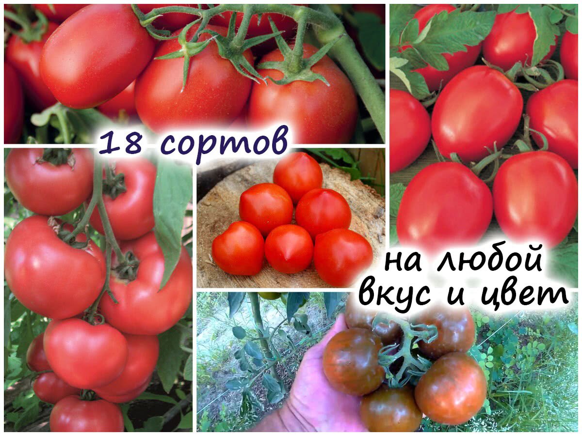18 сортов томата на любой вкус, цвет, размер и сроки плодоношения – обзор!