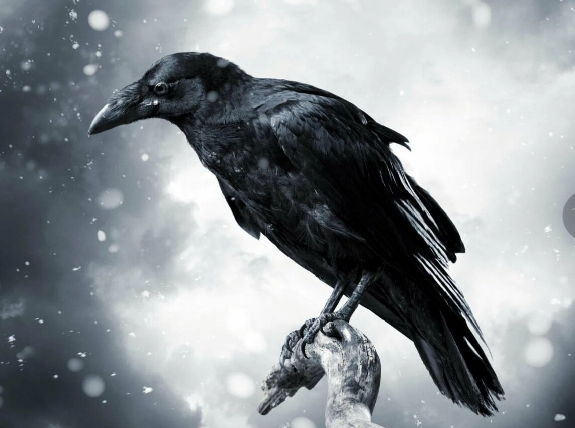 Источник: Яндекс. Фото из сети. https://kartinkin.net/pics/5979-vorona-art.html
