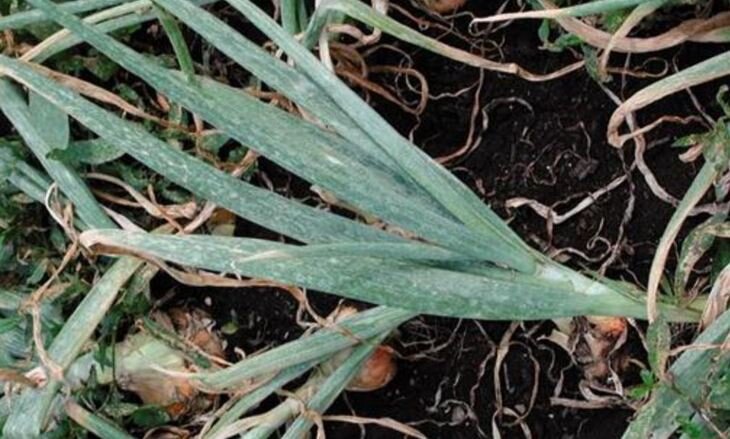    Журчалки против луковых трипсов