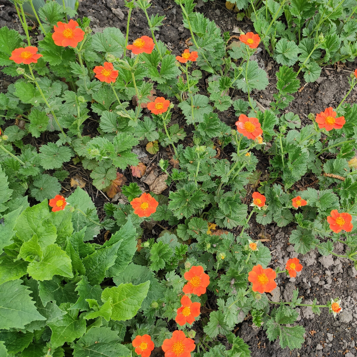 169. Гравилат красный, 19 мая