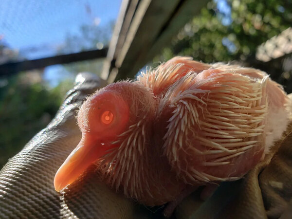 Фото © Reddit / Bird_Herder