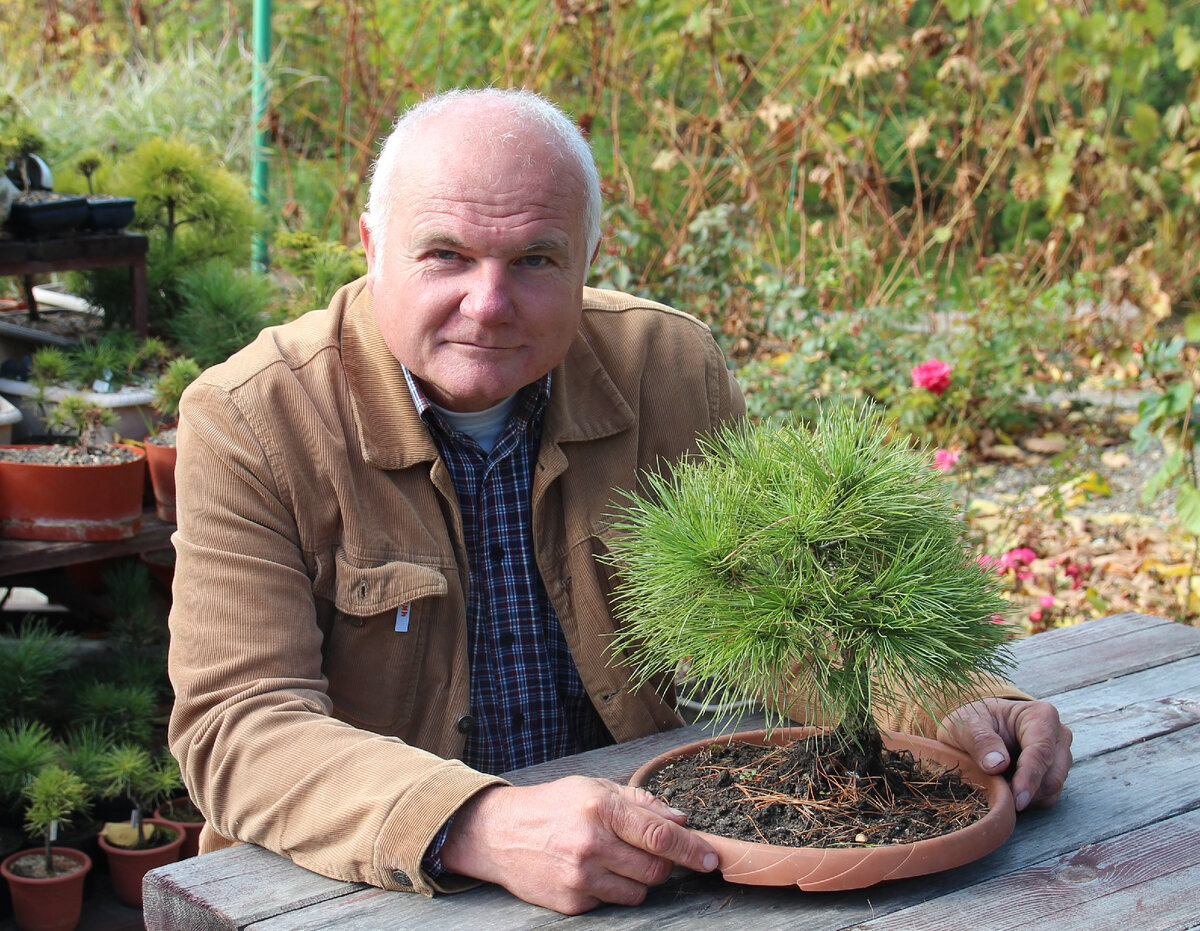 Автор и произведение: бонсай из кедра сибирского 'Дитя Биосферы'