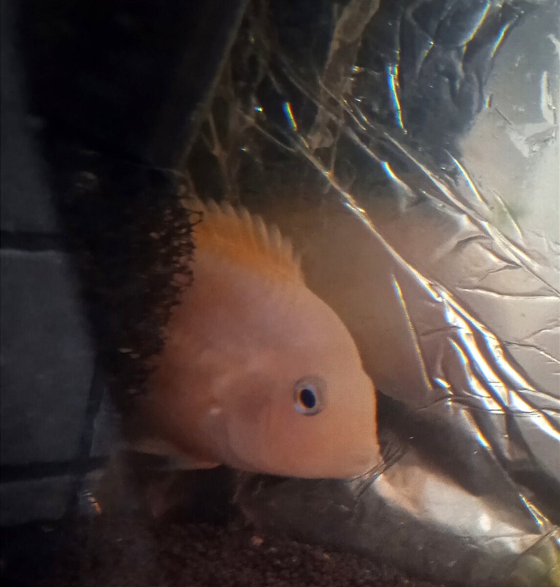 Я слежу за тобой! 