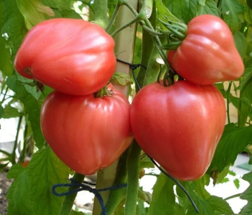 Томат Бычье сердце. Фото: картинки:яндекс