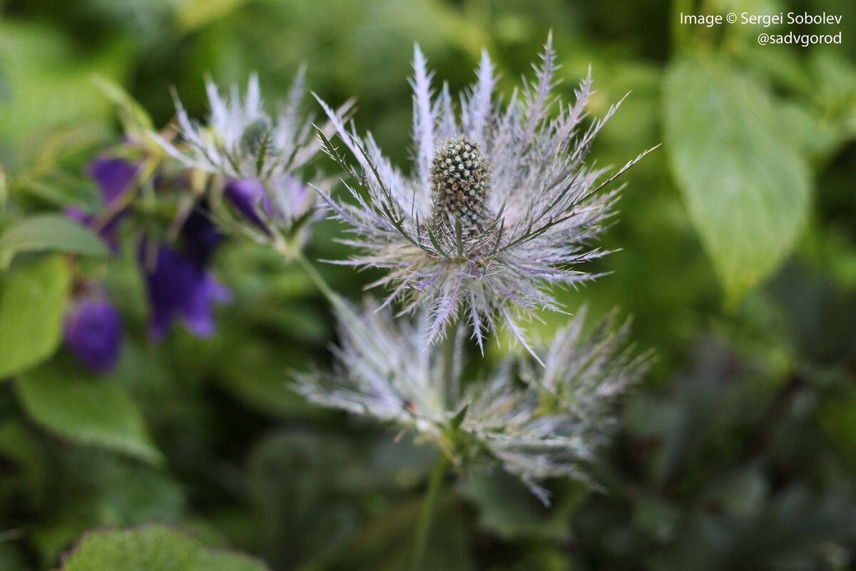 РЎРёРЅРµРіРѕР»РѕРІРЅРёРє Eryngium alpinum