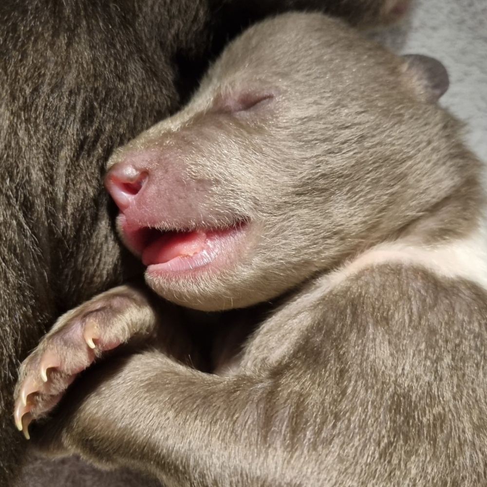    Фото: Из архива/ Центр спасения медвежат-сирот