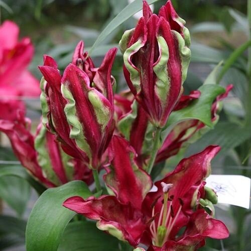 Лилия Tropical Dragon