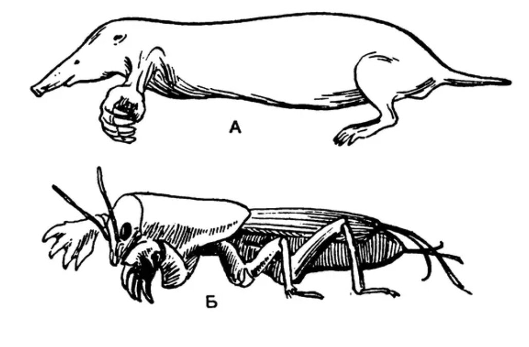 Направление эволюции крота. Роющие конечности крота и медведки. Медведка анатомия. Скелет лапы крота. Медведка строение конечностей.