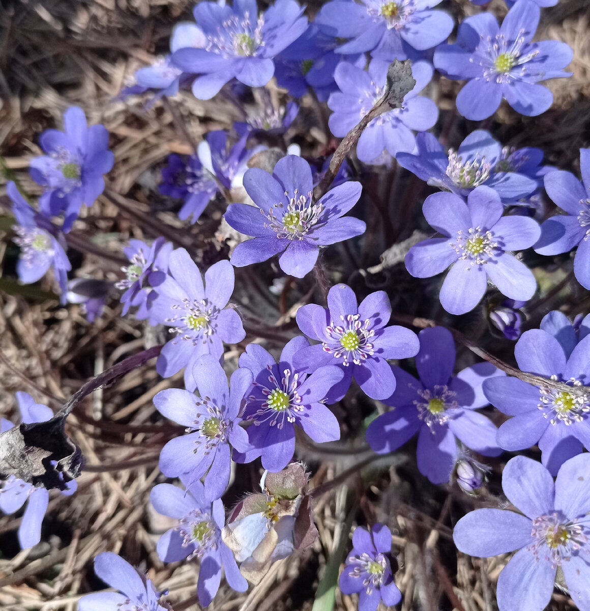 Печеночница. Сажаю в тень. Под хосты, под кустарники.