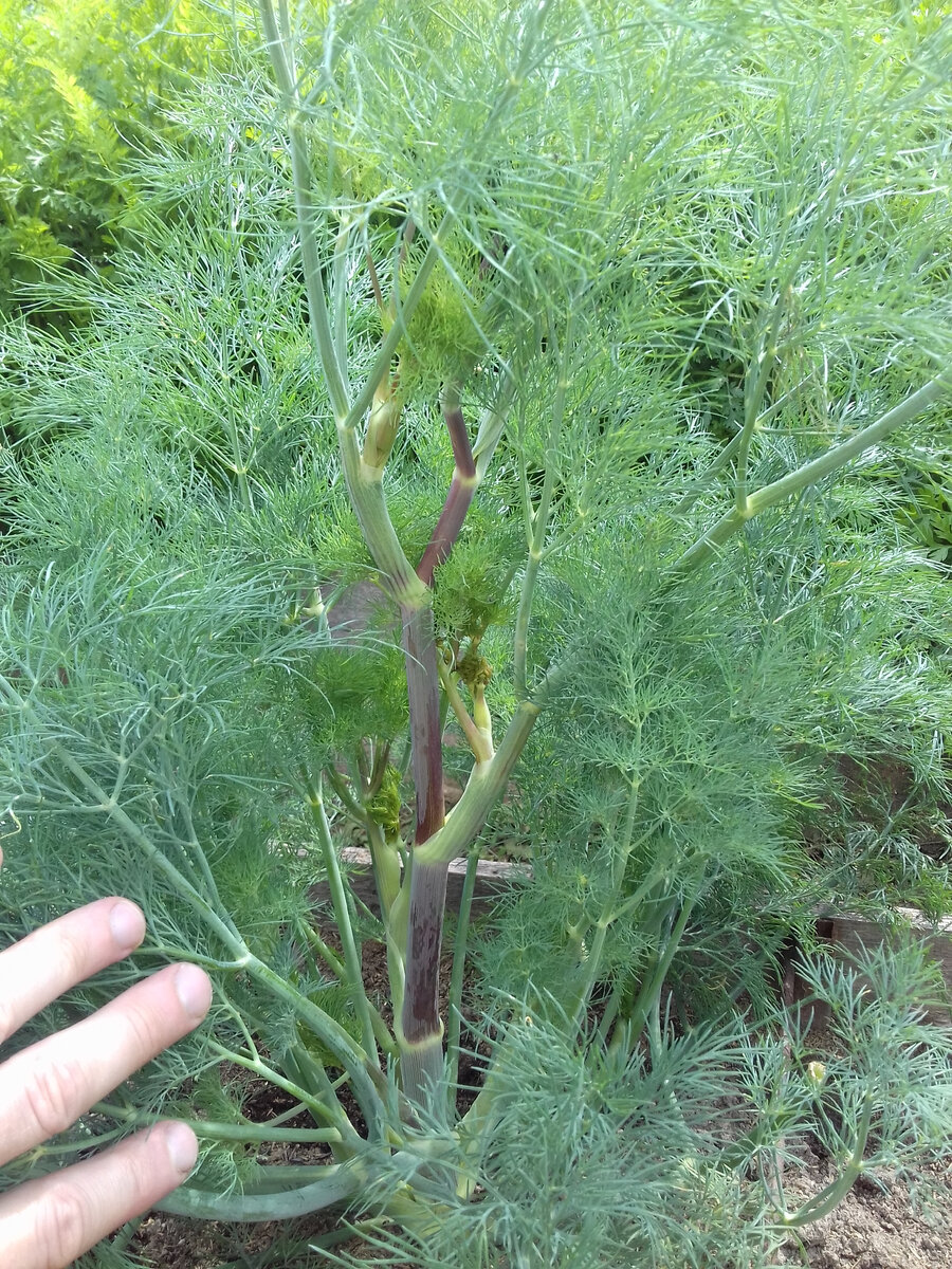 Укроп сорт кустистый. Укроп леший кустовой. Семена укропа семена кустового. Укроп сорт кустистый. Укроп карликовый уральский дачник.