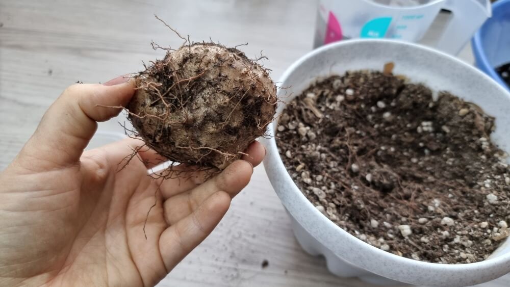 Клубень глоксинии выращенной из семян