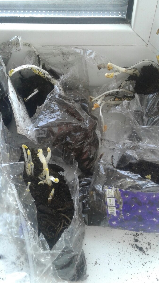 А когда-то было пять пакетов