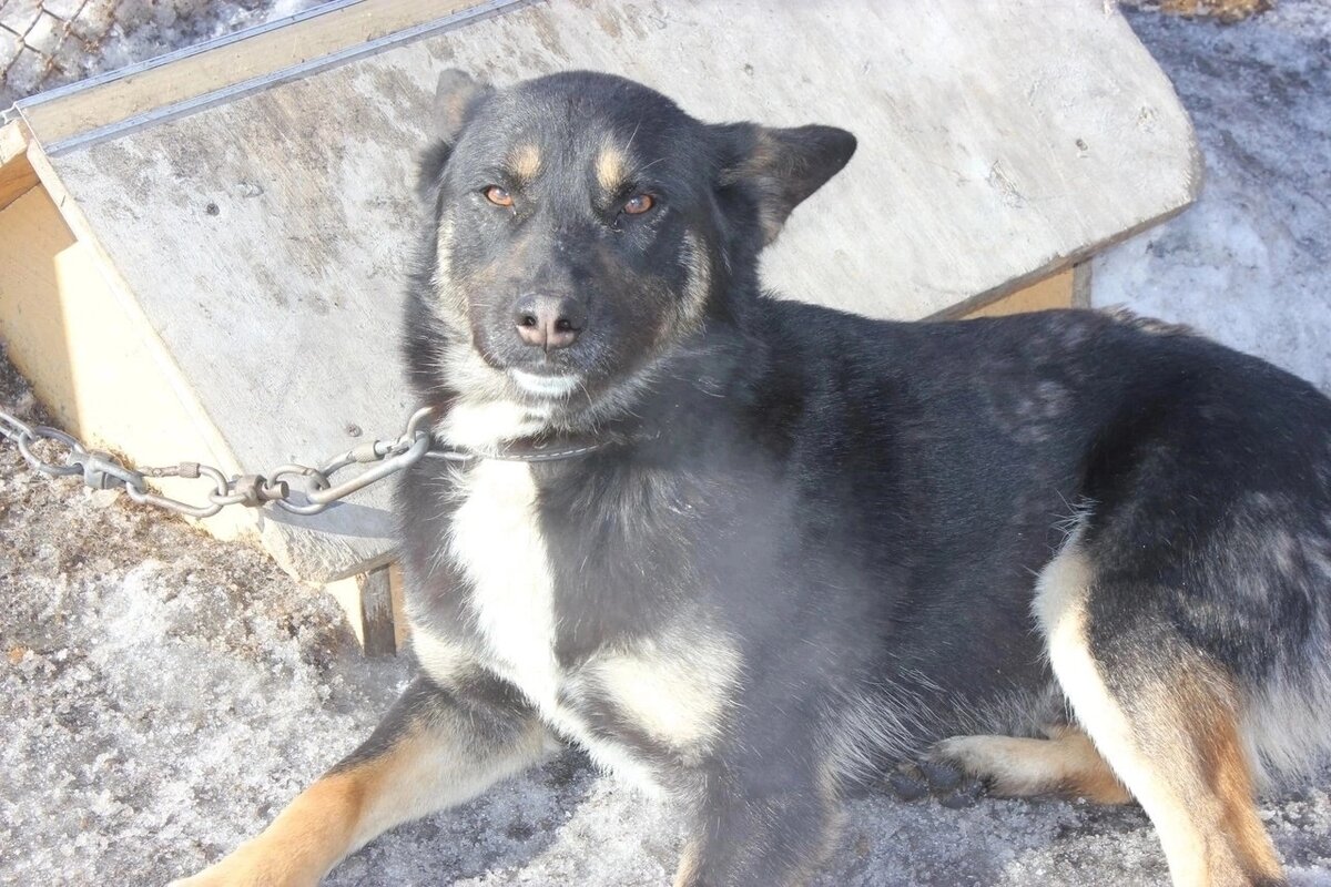 Оскар🐕 
Чудесный малыш и неунывающий парень, оптимист...очень отважный и милый...с сердцем льва😃К человеку очень ласков!!! 
Классный мальчуган👍🏻Активный крепыш! 
 
  
 
