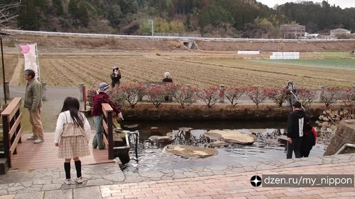 3000-летнее камфорное дерево в японской деревушке | Япония глазами ...