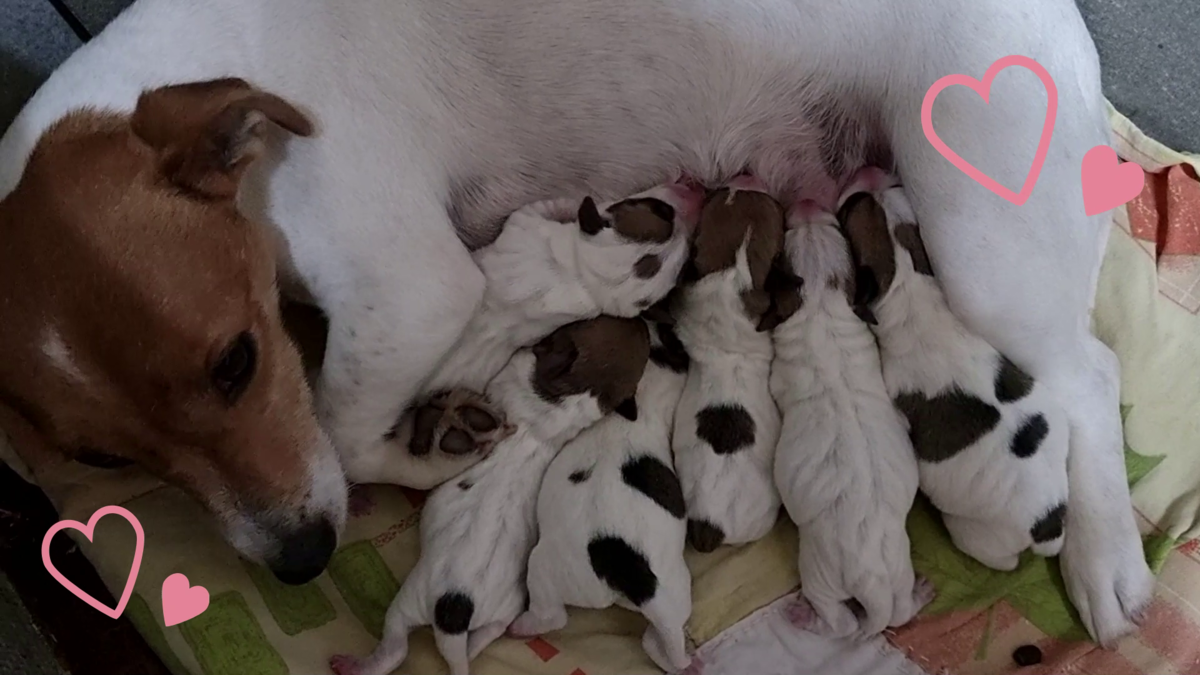 Белочка с малышами