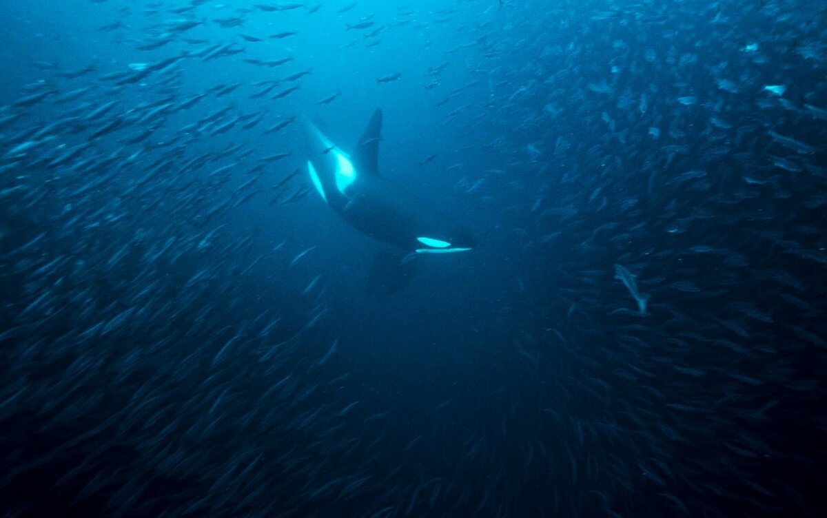 "Погрузитесь в мир дайвинга".