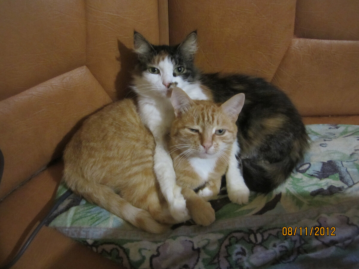 Кодя и его тетя Зайка