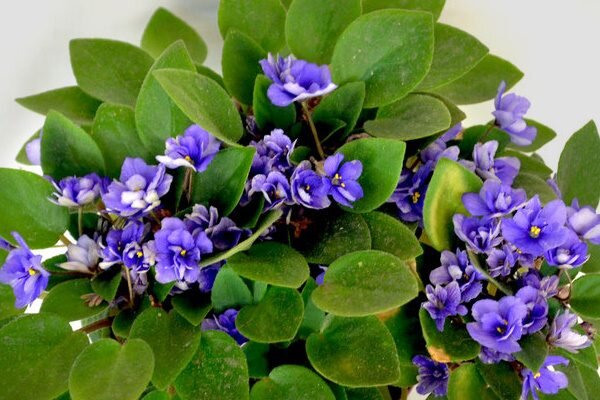 Синие фиалки махровые цветы с белой каймой и другие сорта посадка и уход размножение борьба с болезнями и вредителями