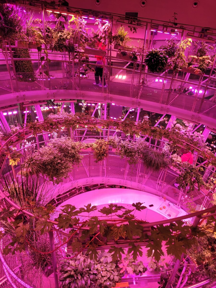 Расположение растений внутри флорариума.