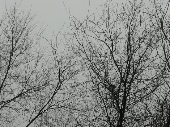     Метель бушует и в областном центре / Елена Анифатьева