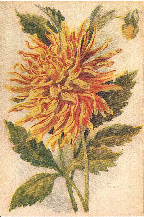 Георгин. Сорт "Летнее солнце". Выведен селекционером-оригинатором В.А. Грот