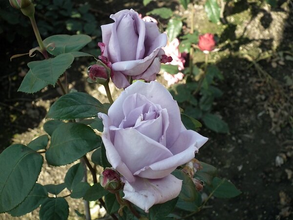 Фото Parkside Nursery 
